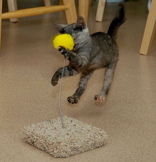 Cat vs Punchball