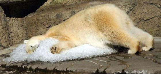 Ice for the polar bear
